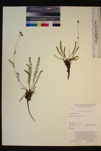 Ivesia campestris image